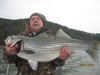 (12/21/2014) - Nice Striped Bass
